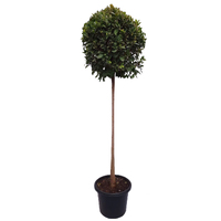Ficus Hilli Standard - Ficus Emerald Standard 200mm