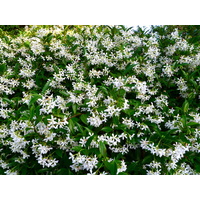 Star Jasmine - Trachelospermum jasminoides 200mm
