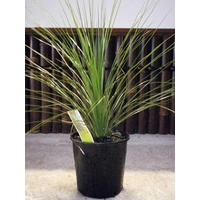 Seed Grown Grass Tree - Xanthorrhoea Glauca 200mm