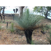 Grass Tree - Xanthorrhoea Glauca 41-50cm Trunk