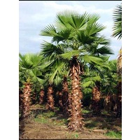 American Cotton Palm - Washingtonia Robusta 3m clear trunk
