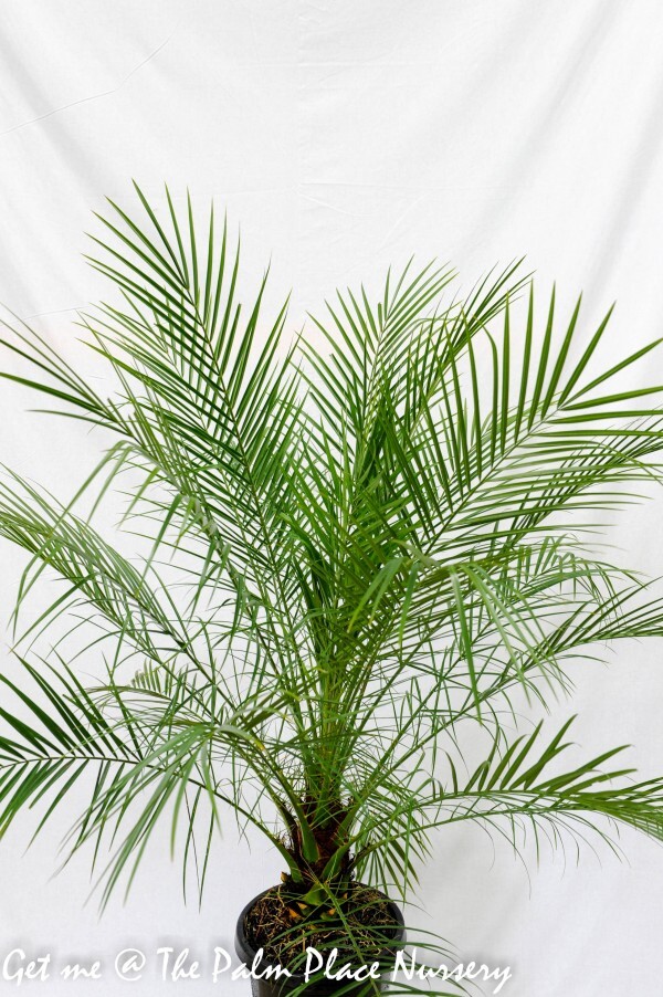 Pygmy Date Palm Phoenix Roebelenii 200mm