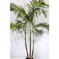 Bangalow Palm - Archontophoenix cunninghamiana 35ltr/400mm