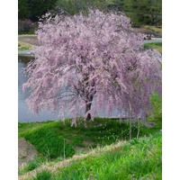 Cherry Tree Pink Snow - Prunus subhirtella pendula Alba 300mm