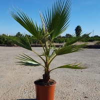 American Cotton Palm - Washingtonia Robusta 200mm