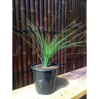 Seed Grown Grass Tree - Xanthorrhoea Glauca 250mm
