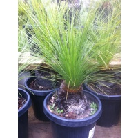 Grass Tree - Xanthorrhoea Johnsonii Size B 0-10cm Trunk